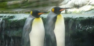 Two Gay Penguins Moved to Male Only Penguin Sanctuary A combination picture shows the homosexual king penguins Stan, left, and Olli standing in their enclosure in the Tierpark Hagenbeck zoo in Hamburg, Germany, April 12, 2016.