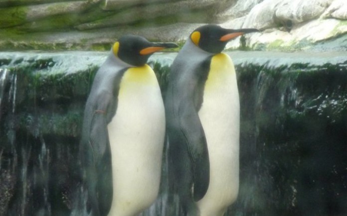 A combination picture shows the homosexual king penguins Stan, left, and Olli standing in their enclosure in the Tierpark Hagenbeck zoo in Hamburg, Germany, April 12, 2016.