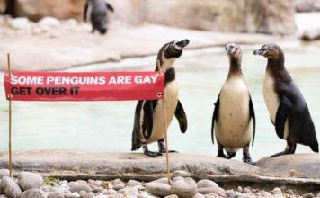 Two Gay Penguins Have Adopted an Egg in Berlin Zoo gay penguins