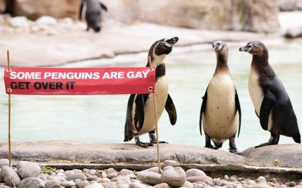 gay penguins