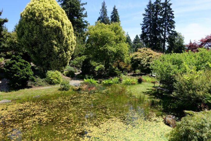 Japanese Botany at the UBC Botanical Gardensin Vancouver (Supplied)