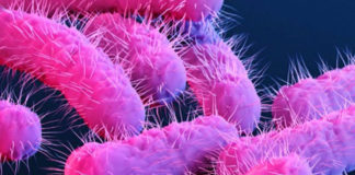 Health Alert: Rising Cases of Antibiotic-Resistant Superbug Among Gay Men in Victoria Shigellosis - worry for Gay Men