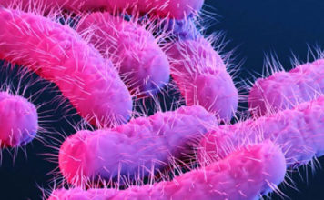 Health Alert: Rising Cases of Antibiotic-Resistant Superbug Among Gay Men in Victoria Shigellosis - worry for Gay Men