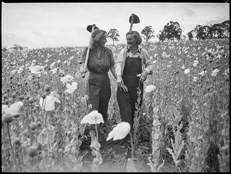 1940 - Opium field, Armidale, 1943 by Pix magazine photographer. (Supplied Shot Exhibition)